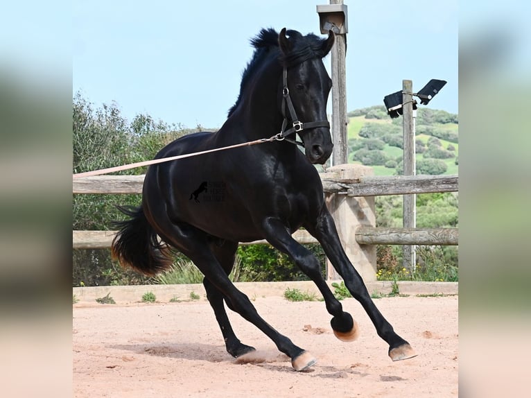Menorcaanse Hengst 2 Jaar 169 cm Zwart in Menorca