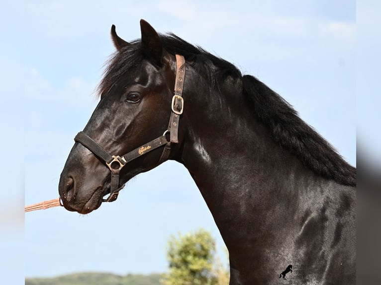 Menorcaanse Hengst 2 Jaar 169 cm Zwart in Menorca