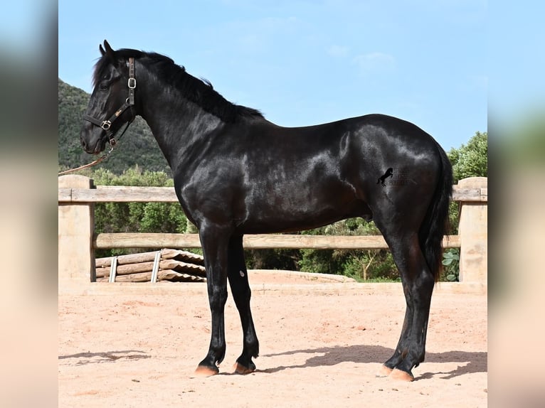 Menorcaanse Hengst 2 Jaar 169 cm Zwart in Menorca
