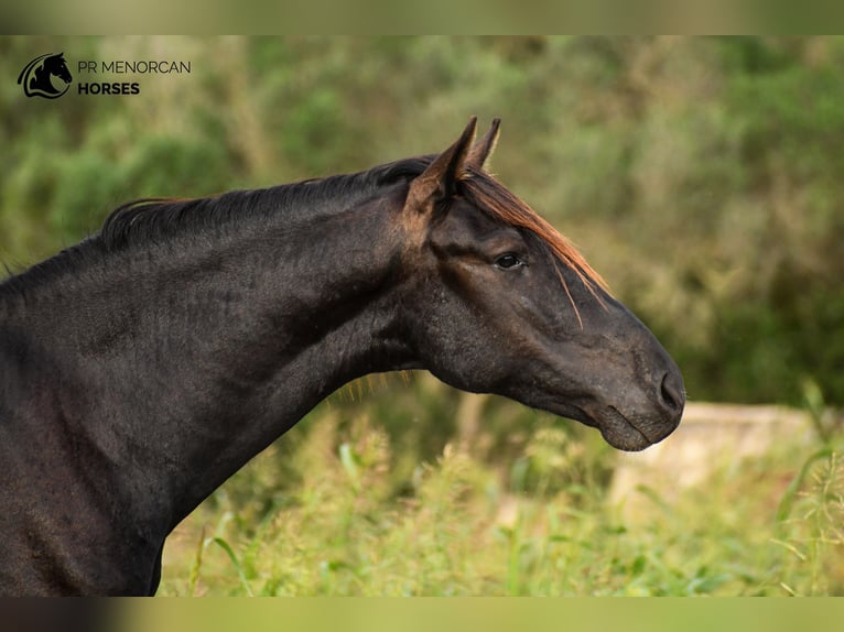 Menorcaanse Hengst 3 Jaar 152 cm Zwart in Menorca