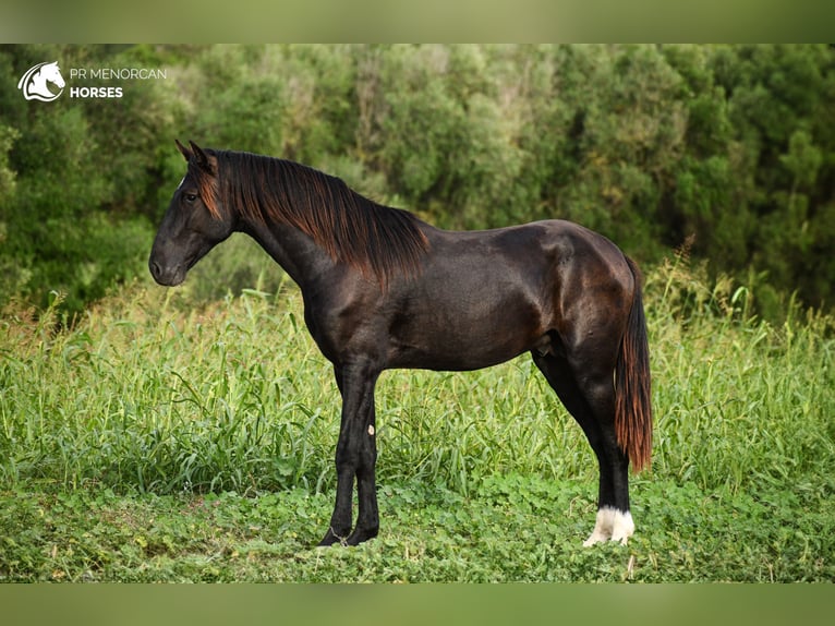 Menorcaanse Hengst 3 Jaar 152 cm Zwart in Menorca