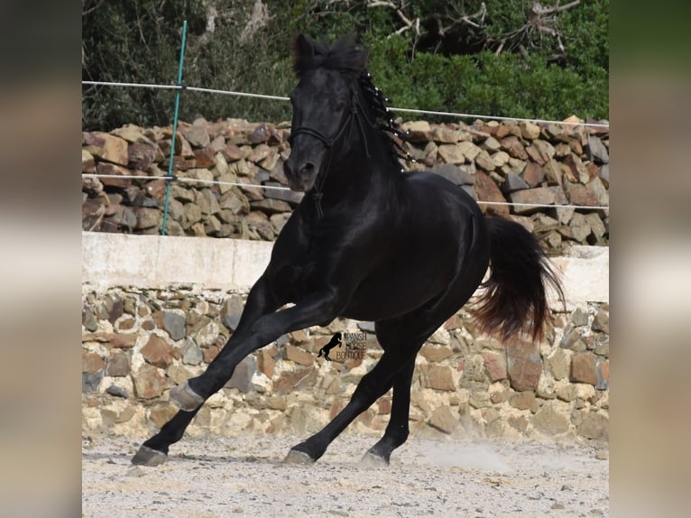 Menorcaanse Hengst 3 Jaar 152 cm Zwart in Menorca