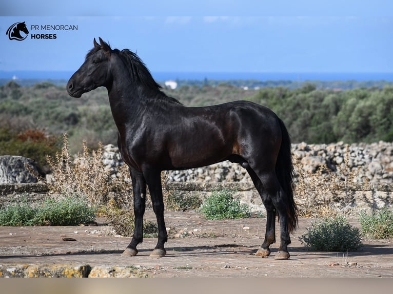 Menorcaanse Hengst 3 Jaar 153 cm Zwart in Menorca