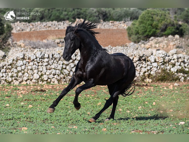 Menorcaanse Hengst 3 Jaar 153 cm Zwart in Menorca