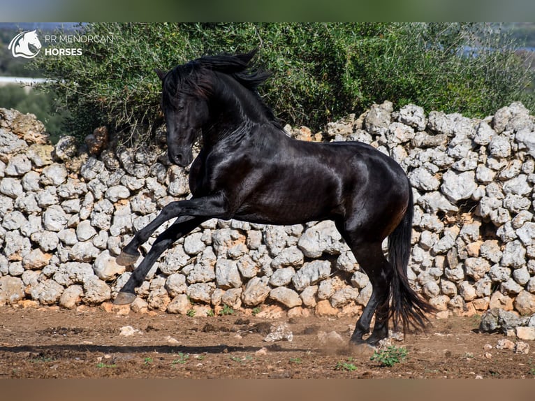 Menorcaanse Hengst 3 Jaar 153 cm Zwart in Menorca