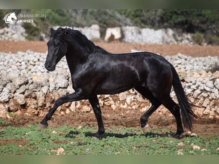 Menorcaanse Hengst 3 Jaar 153 cm Zwart in Menorca