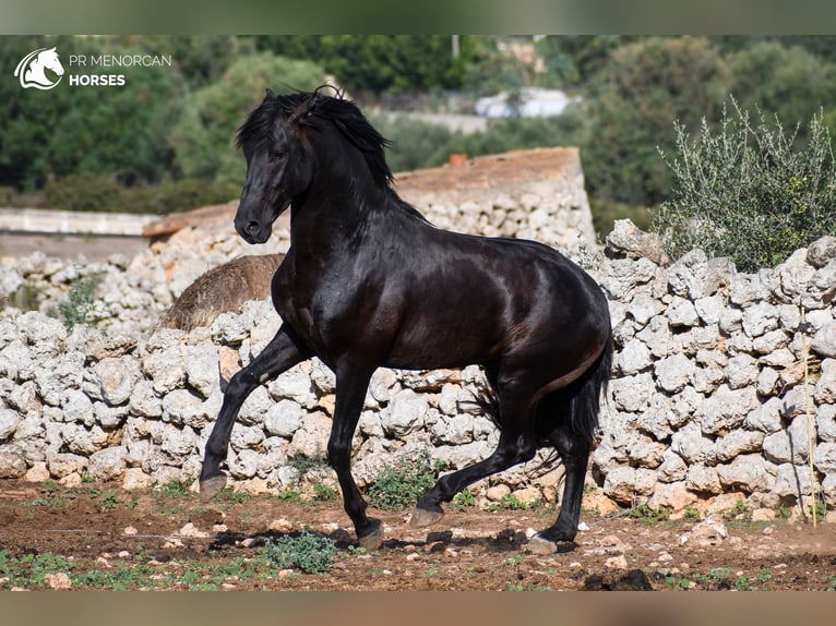 Menorcaanse Hengst 3 Jaar 153 cm Zwart in Menorca