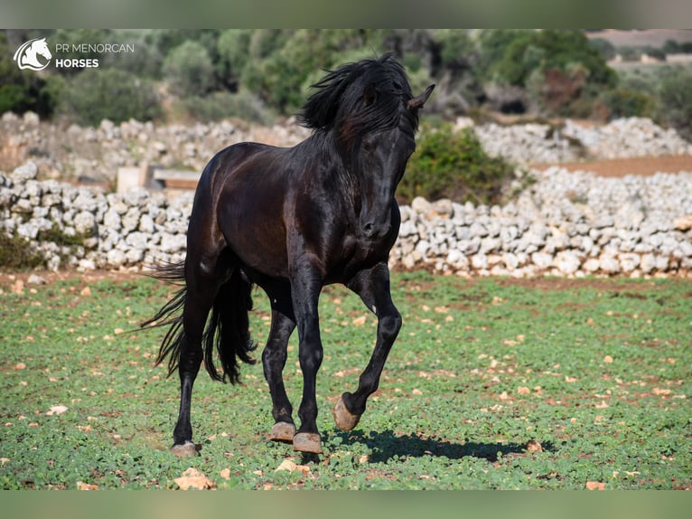 Menorcaanse Hengst 3 Jaar 153 cm Zwart in Menorca