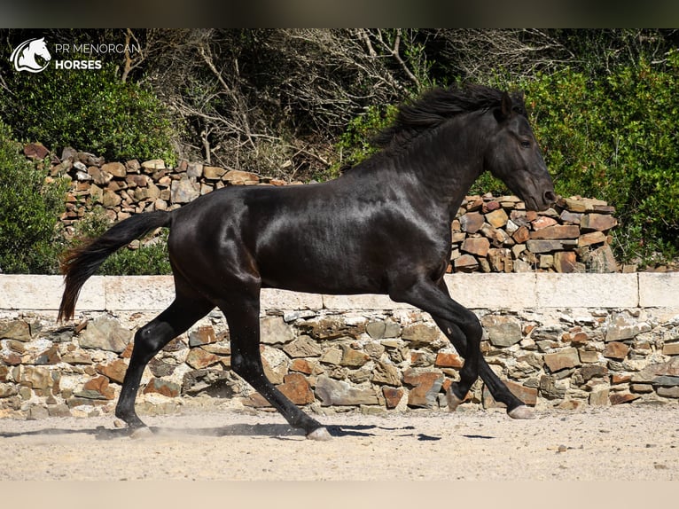 Menorcaanse Hengst 3 Jaar 158 cm Zwart in Menorca