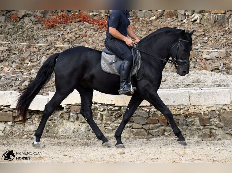 Menorcaanse Hengst 3 Jaar 158 cm Zwart in Ciutadella De Menorca