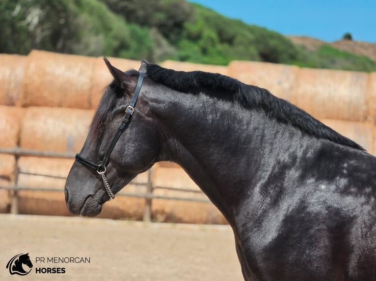 Menorcaanse Hengst 3 Jaar 160 cm Zwart in Menorca