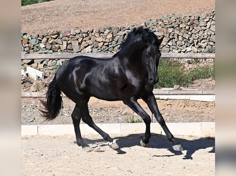 Menorcaanse Hengst 3 Jaar 160 cm Zwart in Menorca