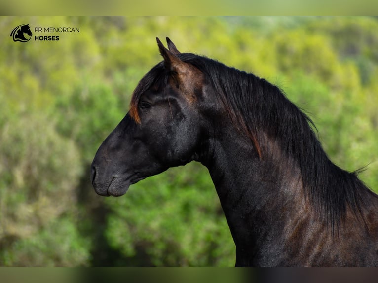 Menorcaanse Hengst 3 Jaar 164 cm Zwart in Menorca