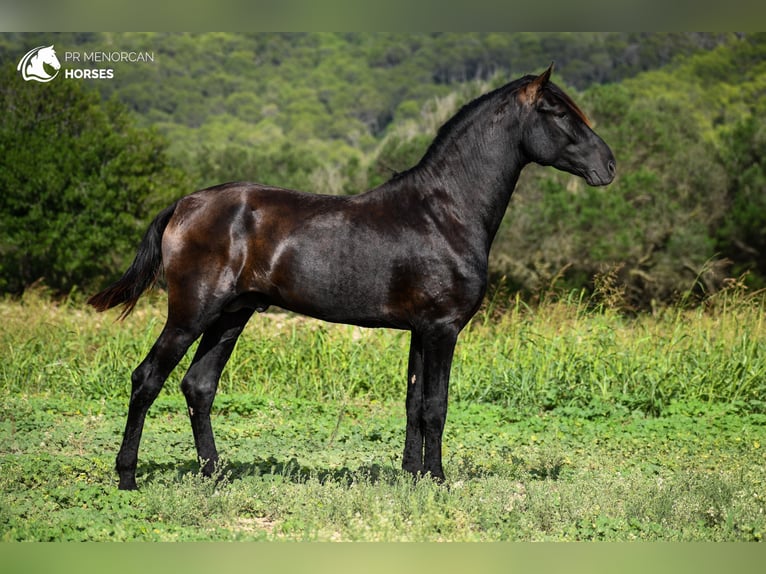 Menorcaanse Hengst 3 Jaar 164 cm Zwart in Menorca