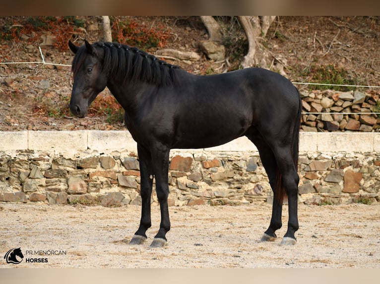 Menorcaanse Hengst 3 Jaar 164 cm Zwart in Ciutadella De Menorca