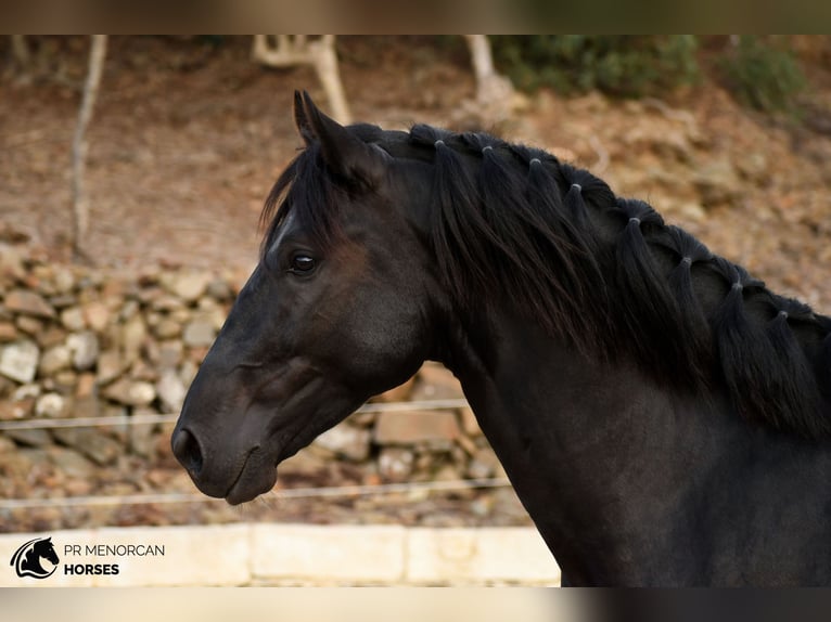 Menorcaanse Hengst 3 Jaar 164 cm Zwart in Ciutadella De Menorca