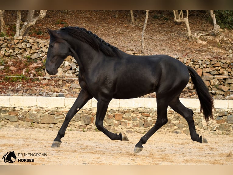 Menorcaanse Hengst 3 Jaar 164 cm Zwart in Ciutadella De Menorca