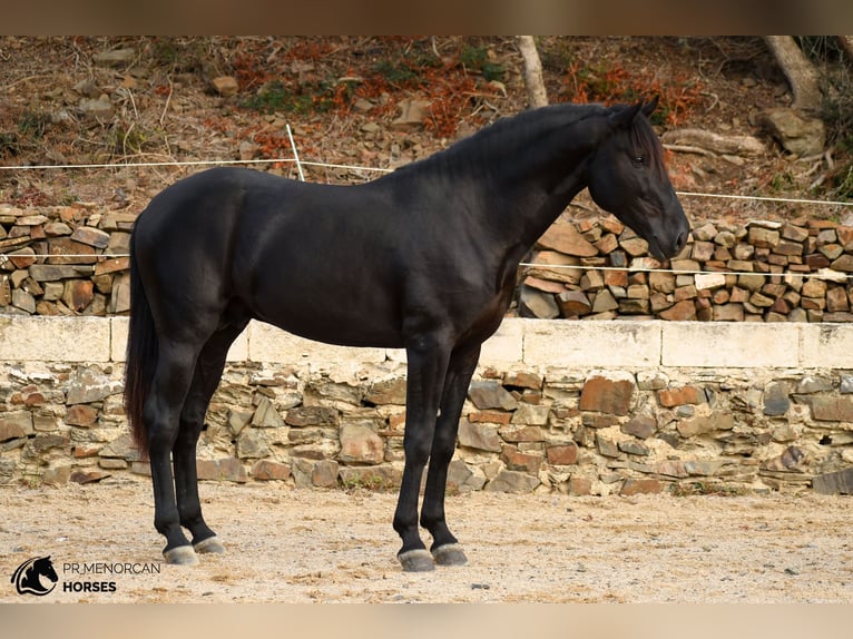 Menorcaanse Hengst 3 Jaar 164 cm Zwart in Ciutadella De Menorca