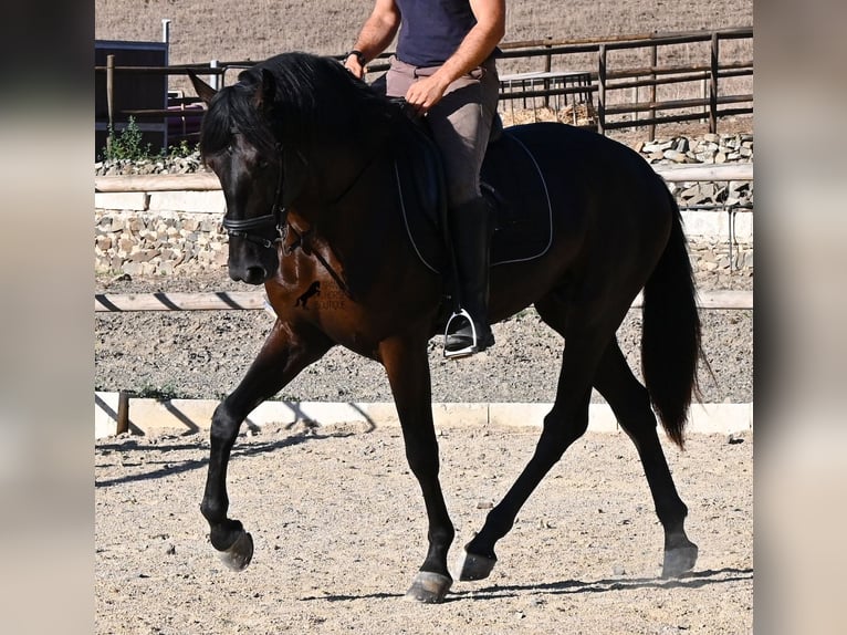 Menorcaanse Hengst 3 Jaar 164 cm Zwart in Menorca