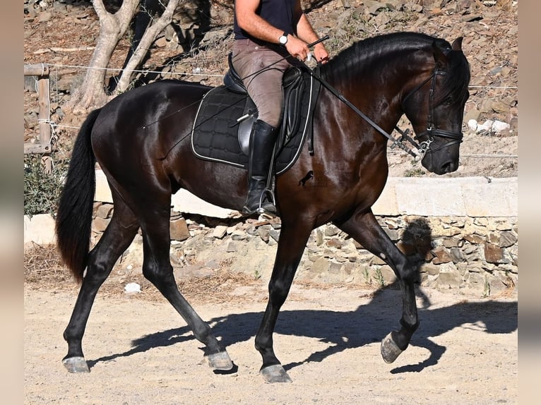 Menorcaanse Hengst 3 Jaar 164 cm Zwart in Menorca
