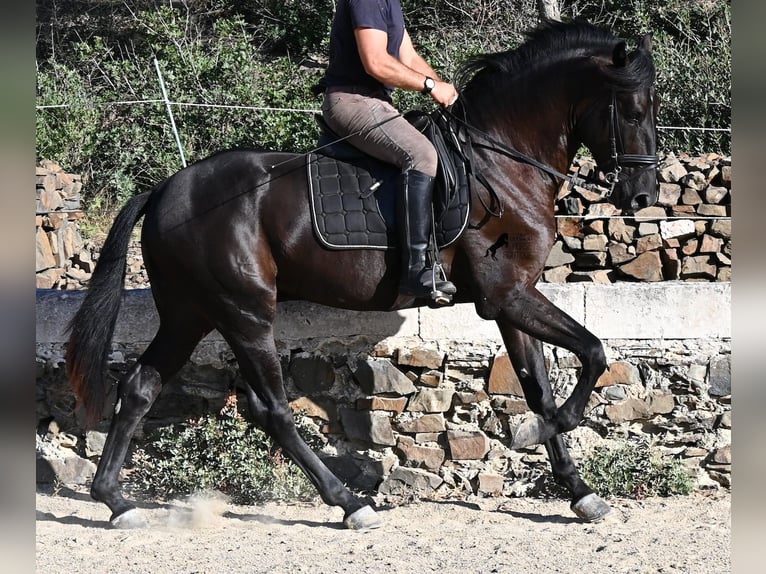 Menorcaanse Hengst 3 Jaar 164 cm Zwart in Menorca