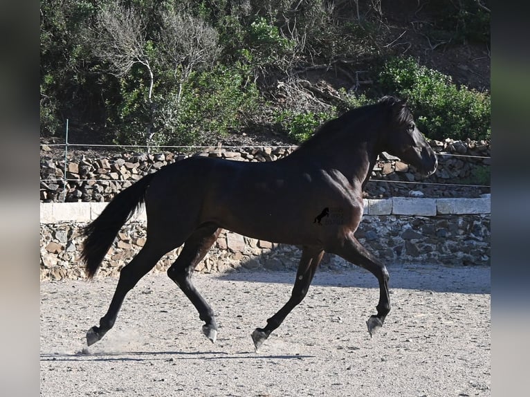 Menorcaanse Hengst 3 Jaar 164 cm Zwart in Menorca