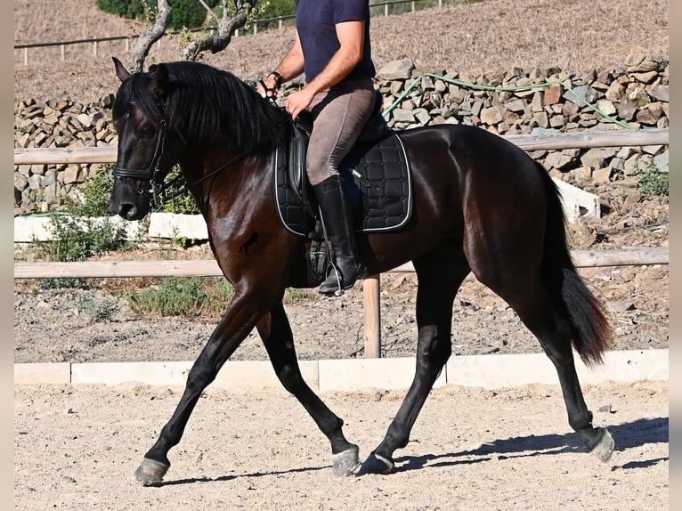 Menorcaanse Hengst 3 Jaar 164 cm Zwart in Menorca