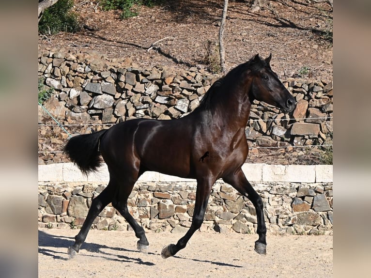 Menorcaanse Hengst 3 Jaar 164 cm Zwart in Menorca
