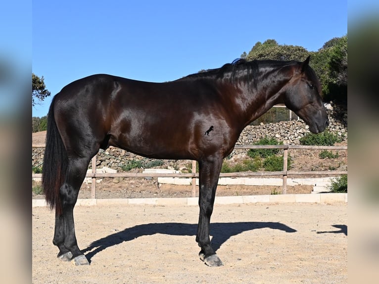 Menorcaanse Hengst 3 Jaar 164 cm Zwart in Menorca