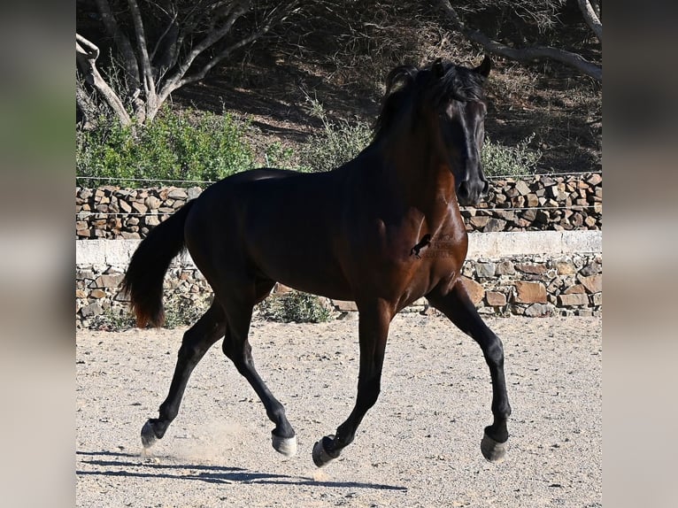 Menorcaanse Hengst 3 Jaar 164 cm Zwart in Menorca