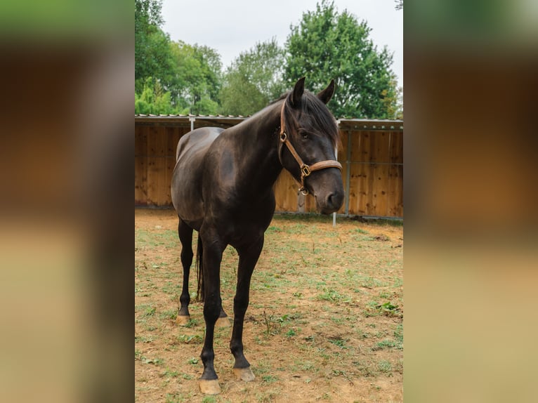 Menorcaanse Hengst 3 Jaar 166 cm Zwart in Pilona