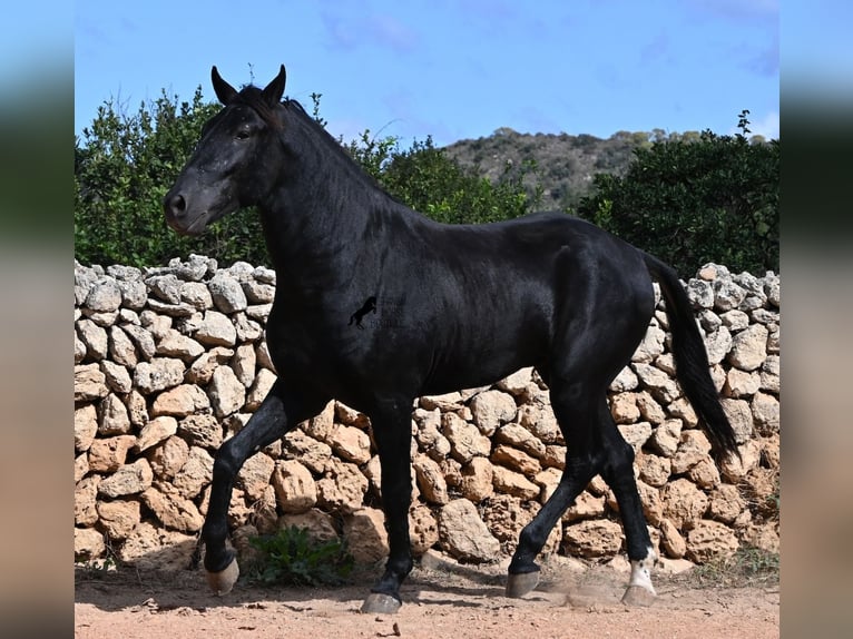 Menorcaanse Hengst 3 Jaar 167 cm Zwart in Menorca