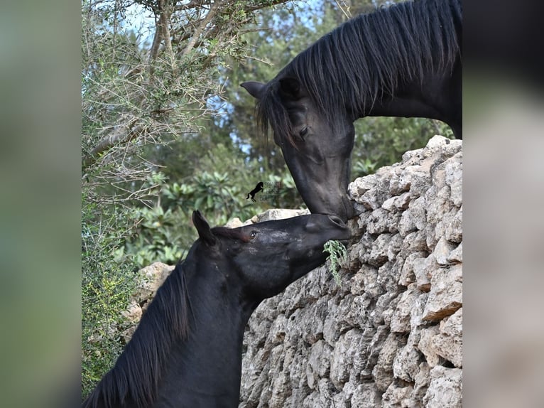 Menorcaanse Hengst 3 Jaar 167 cm Zwart in Menorca