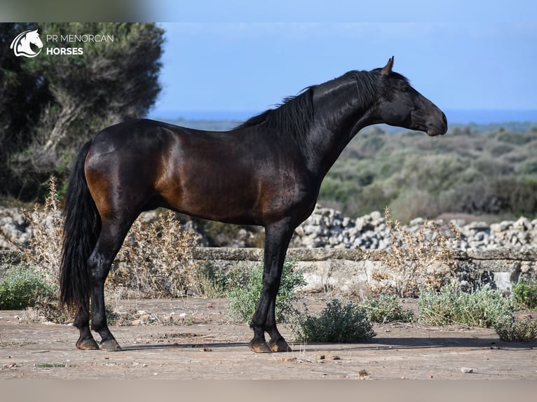 Menorcaanse Hengst 4 Jaar 153 cm Zwart in Menorca