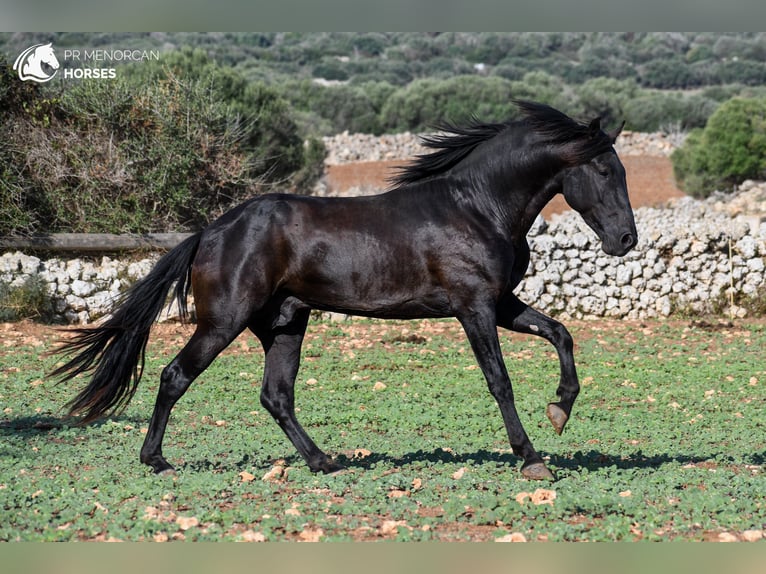 Menorcaanse Hengst 4 Jaar 153 cm Zwart in Menorca