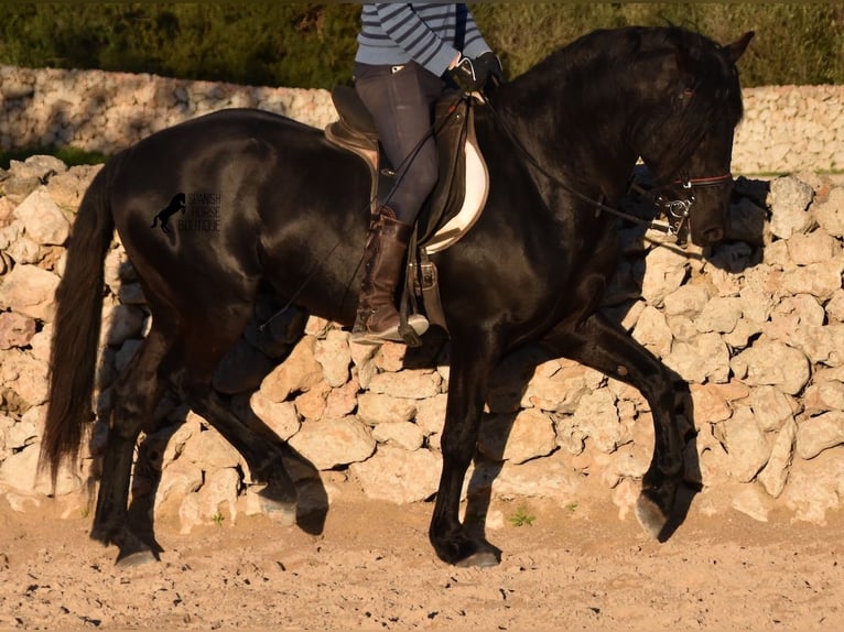 Menorcaanse Hengst 4 Jaar 158 cm Zwart in Menorca