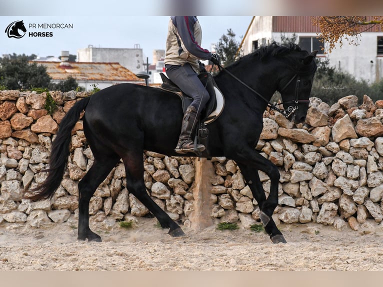Menorcaanse Hengst 4 Jaar 159 cm Zwart in Menorca