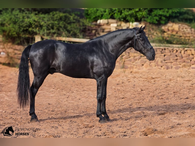 Menorcaanse Hengst 4 Jaar 161 cm Zwart in Ciutadella De Menorca