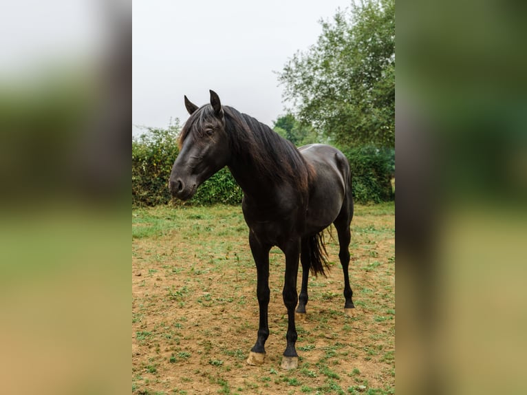 Menorcaanse Hengst 4 Jaar 162 cm Zwart in Piloña