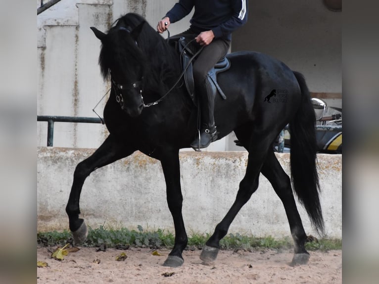 Menorcaanse Hengst 4 Jaar 164 cm Zwart in Menorca