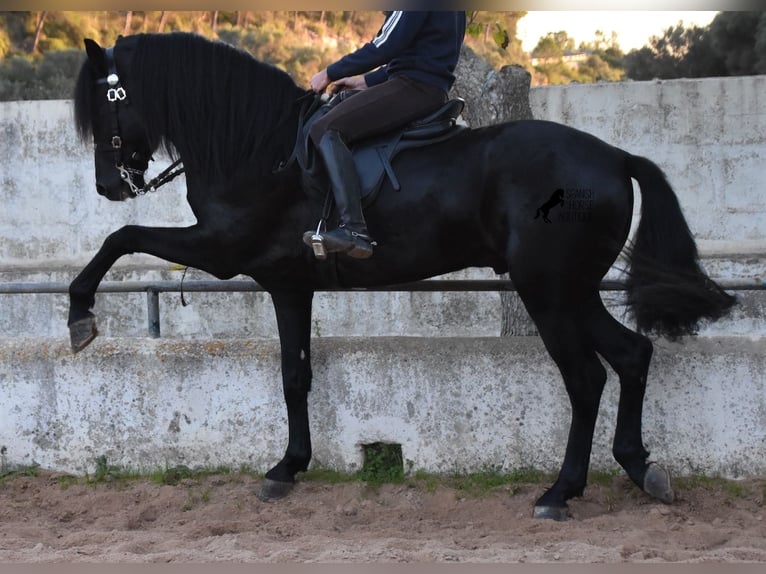 Menorcaanse Hengst 4 Jaar 164 cm Zwart in Menorca