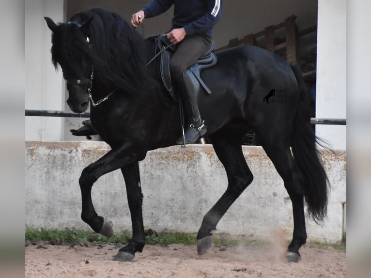 Menorcaanse Hengst 4 Jaar 164 cm Zwart in Menorca