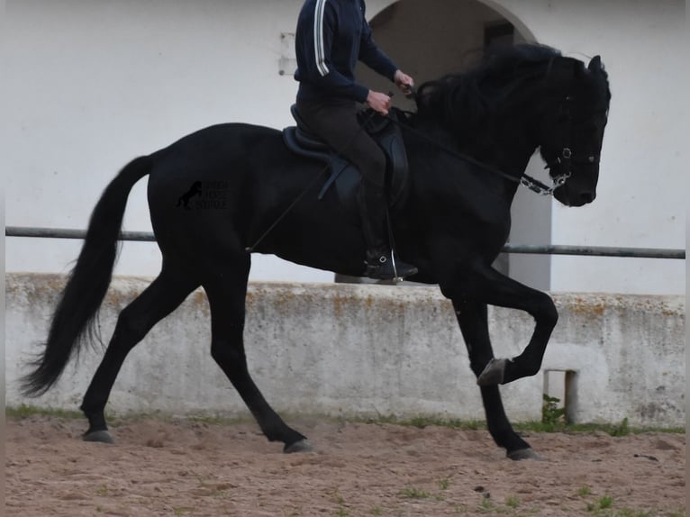 Menorcaanse Hengst 4 Jaar 164 cm Zwart in Menorca