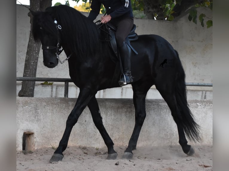 Menorcaanse Hengst 4 Jaar 164 cm Zwart in Menorca