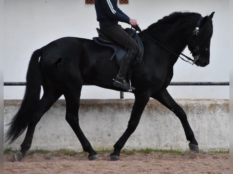 Menorcaanse Hengst 4 Jaar 164 cm Zwart in Menorca