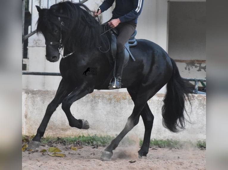 Menorcaanse Hengst 4 Jaar 164 cm Zwart in Menorca