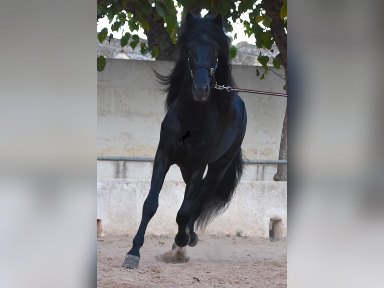 Menorcaanse Hengst 4 Jaar 164 cm Zwart in Menorca