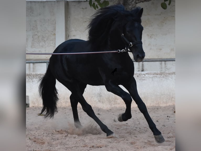 Menorcaanse Hengst 4 Jaar 164 cm Zwart in Menorca