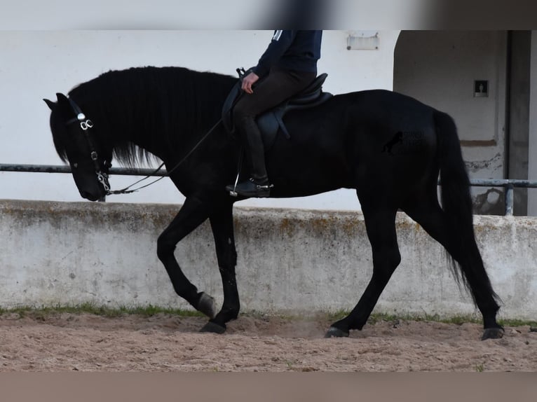 Menorcaanse Hengst 4 Jaar 164 cm Zwart in Menorca