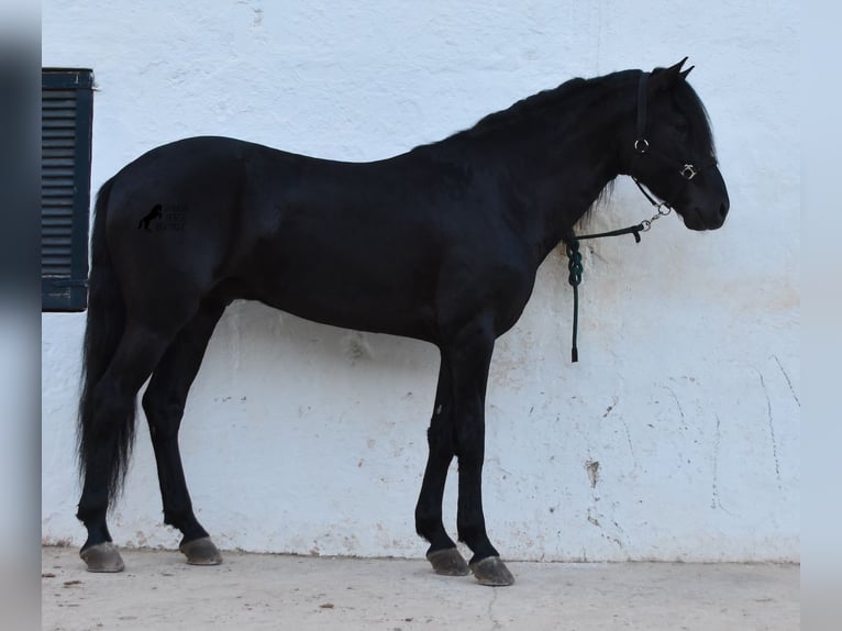 Menorcaanse Hengst 4 Jaar 164 cm Zwart in Menorca